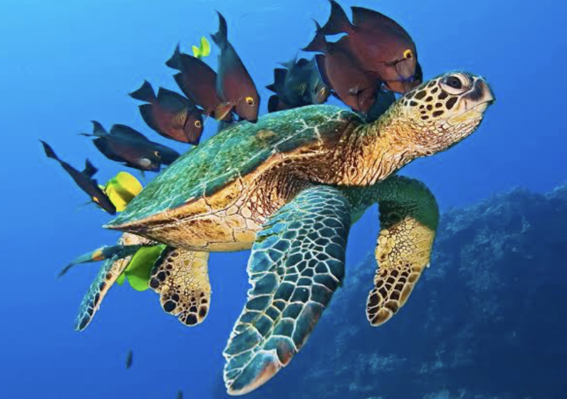 Les tortues marines
