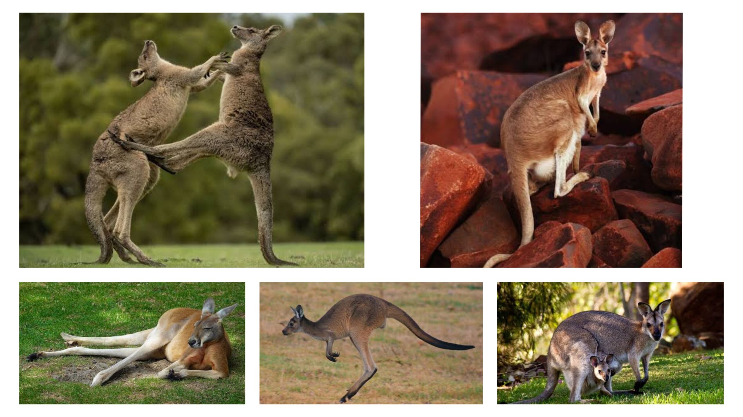 La grande famille des kangourous