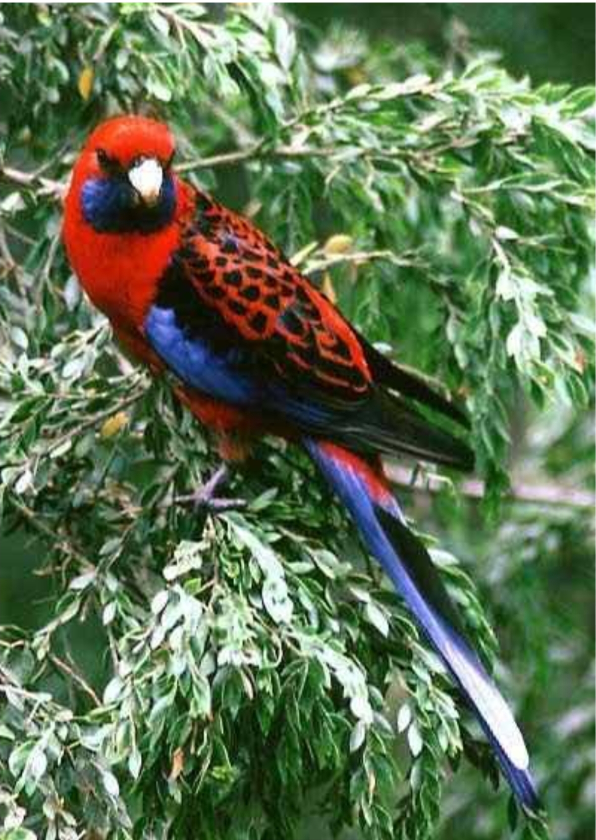 LES OISEAUX D’AUSTRALIE